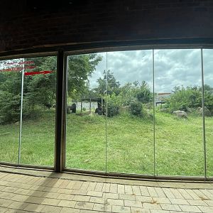 Western Lowland Gorilla Enclosure (Gorilla gorilla gorilla)