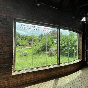 Western Lowland Gorilla Exhibit (Gorilla gorilla gorilla)