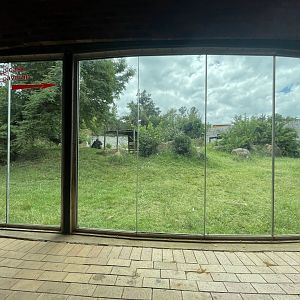 Western Lowland Gorilla (Gorilla gorilla gorilla)