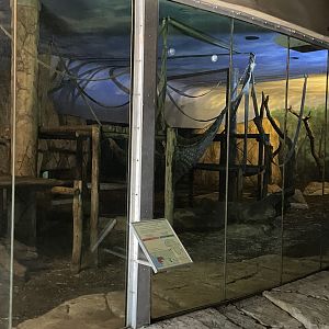 Western Lowland Gorilla Indoor Exhibit (Gorilla gorilla gorilla)