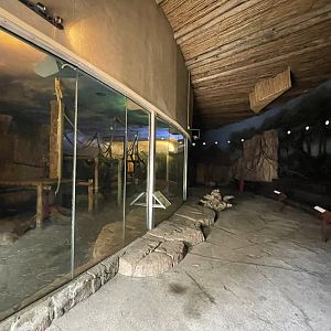 Western Lowland Gorilla Indoor Exhibit (Gorilla gorilla gorilla)