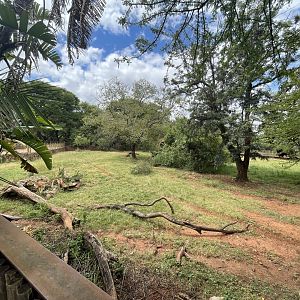 Red Forest Buffalo Exhibit (Syncerus caffer nanus)