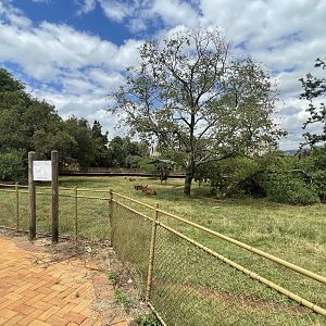 Red Forest Buffalo Exhibit (Syncerus caffer nanus)
