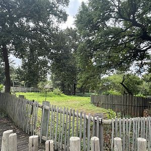 Okapi Exhibit (Okapia johnstoni)
