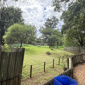 Okapi Exhibit (Okapia johnstoni)
