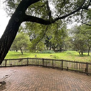 Okapi Exhibit (Okapia johnstoni)