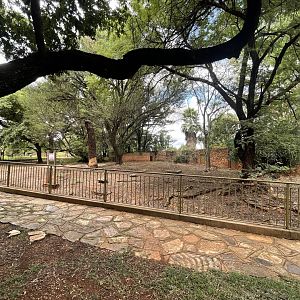 Red River Hog Exhibit (Potamochoerus porcus)