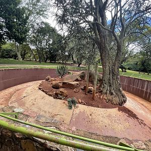 Cape Ground Squirrel Exhibit (Xerus inauris)