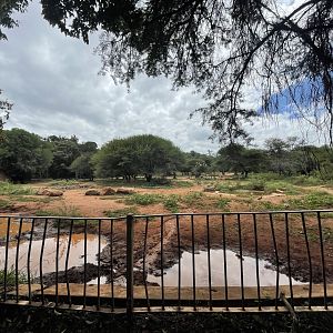 Rhino and Hoofstock Yard (Southern White Rhinoceros, Black-Faced Impala, Nyala)