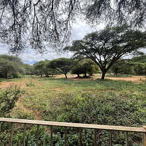 Rhino and Hoofstock Yard (Southern White Rhinoceros, Black-Faced Impala, Nyala)