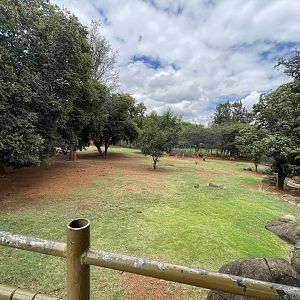 Nyala Exhibit (Tragelaphus angasii) Formerly home to Mountain Bongo