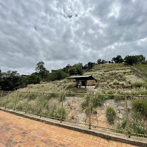 Tanscapian Urial Exhibit (Ovis orientalis arkal)