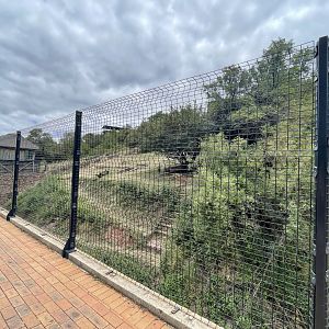 Lion Exhibit (Leo Panthera)