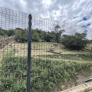 Lion Exhibit (Panthera tigris)