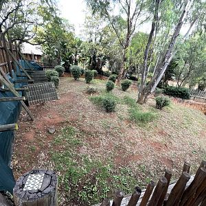 New Parma Wallaby Enclosure (Macropus parma)