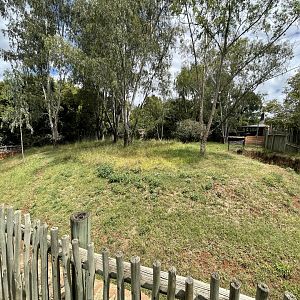 New Red Kangaroo Exhibit (Macropus rufus)