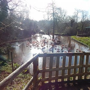 Chilean flamingo and waterfowl enclosure 240222