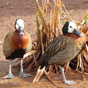 White-faced whistling ducks 240222
