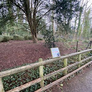 Southern cassowary exhibit 240222