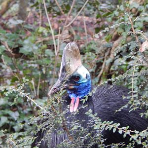 Southern cassowary 240222