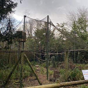 Cattle egret aviary 240222