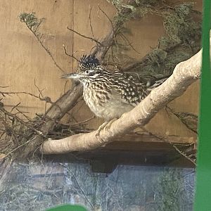 Greater roadrunner 240222
