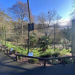 Ring-tailed lemur and Red-fronted lemur enclosure 240222