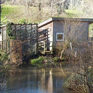 Pied tamarin enclosure 240222