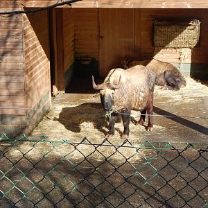 Mishmi takin 240222