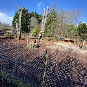 Red river hog enclosure 240222