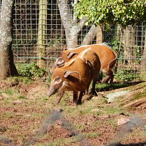 Red river hogs 240222
