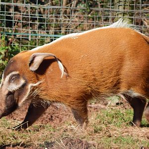 Red river hog 240222