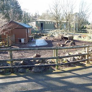 Collared peccary enclosure 240222