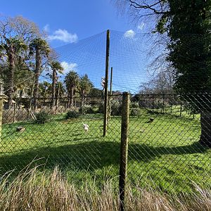 Roseate spoonbill aviary 240222