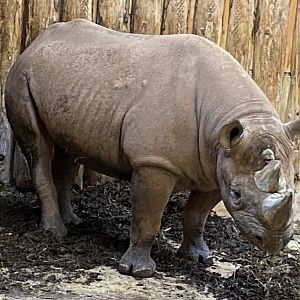 Eastern black rhinoceros 240222
