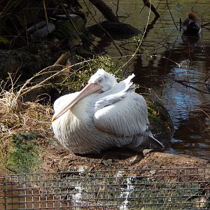 Dalmatian pelican 240222