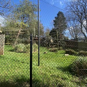 Oriental white stork aviary 240222