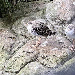 Cottage Aviary - Ruff 240222