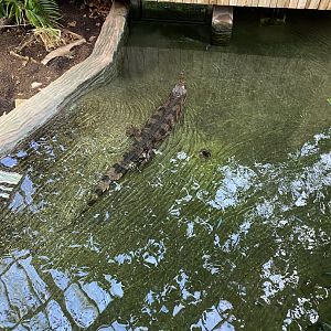 Crocodile Swamp - False gharial exhibit 240222