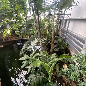 Crocodile Swamp - Cuban crocodile exhibit 240222