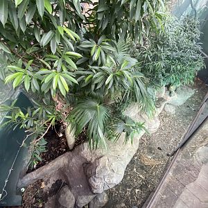 Crocodile Swamp - Komodo dragon exhibit 240222