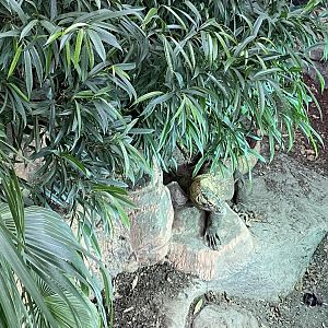 Crocodile Swamp - Komodo dragon 240222