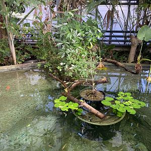 Crocodile Swamp - Cuban crocodile and Alligator snapping turtle exhibit 240222