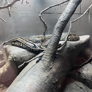 Crocodile Swamp - Reticulated python 240222