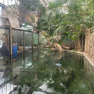 Crocodile Swamp - Saltwater crocodile exhibit 240222