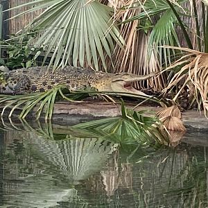 Crocodile Swamp - Saltwater crocodile 240222