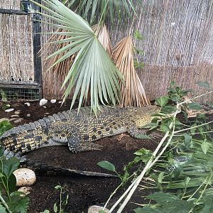 Crocodile Swamp - Saltwater crocodile 240222