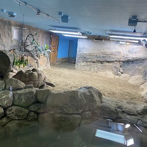Aldabra giant tortoise exhibit 240222