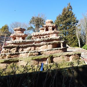 Hamadryas baboon exhibit 240222