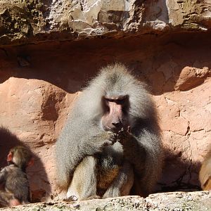 Hamadryas baboon 240222